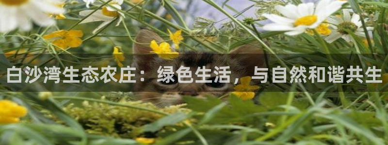 天辰团队贝高娱乐