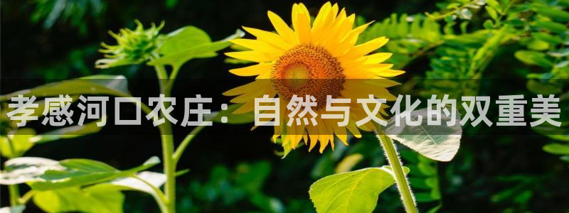 天辰娱乐-18113
